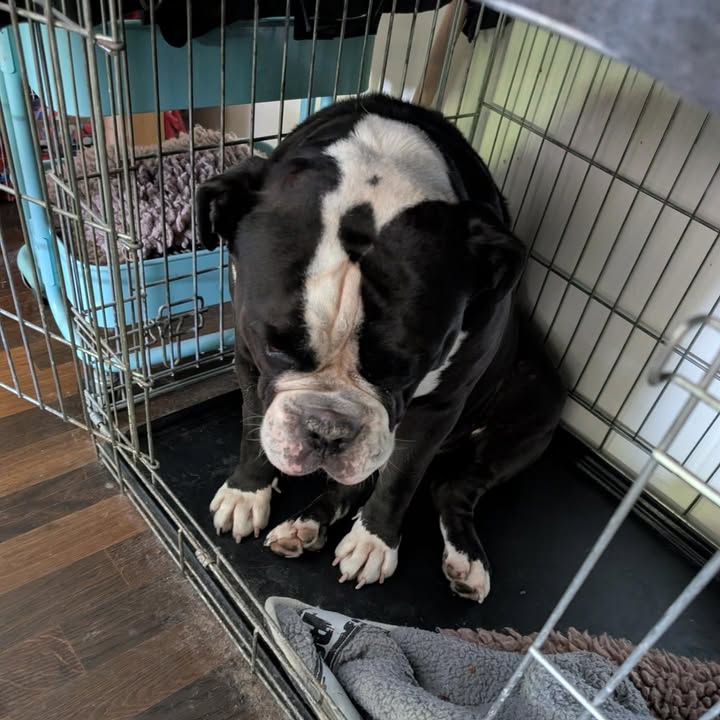 Petsitters.ch
